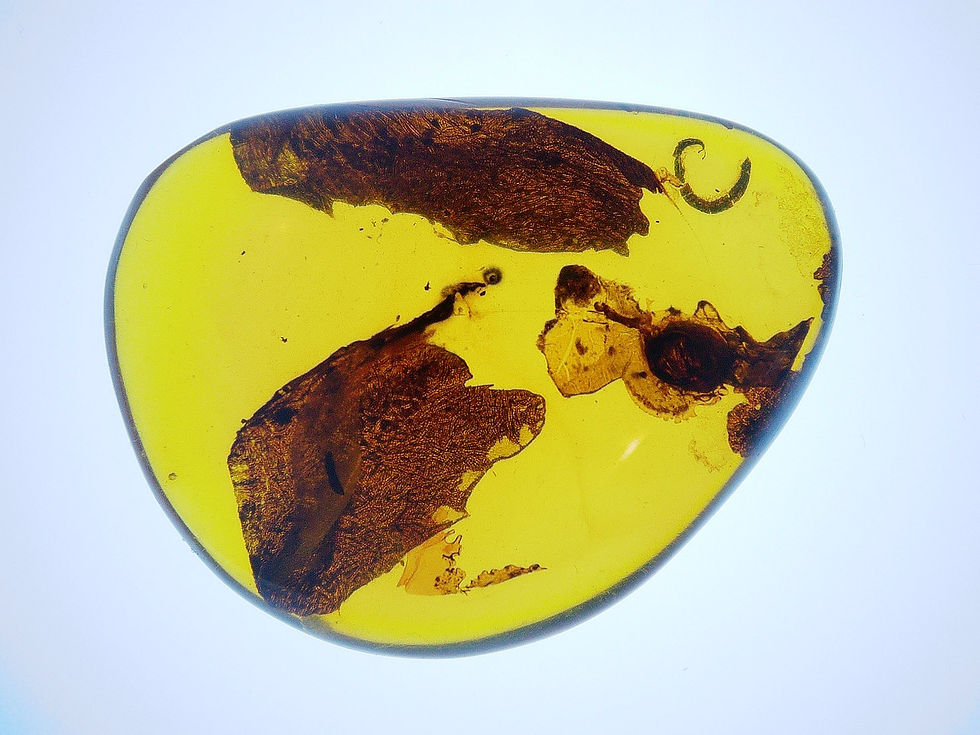Burmese amber with leaf and millipede over light board