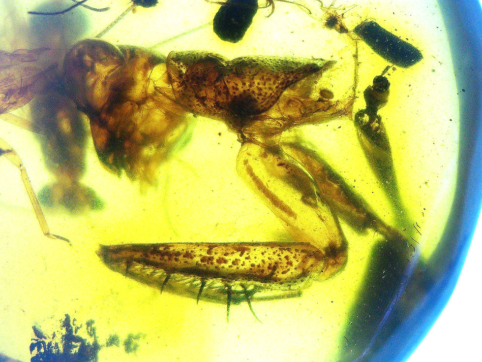 Burmese amber with Praying Mantis under microscope