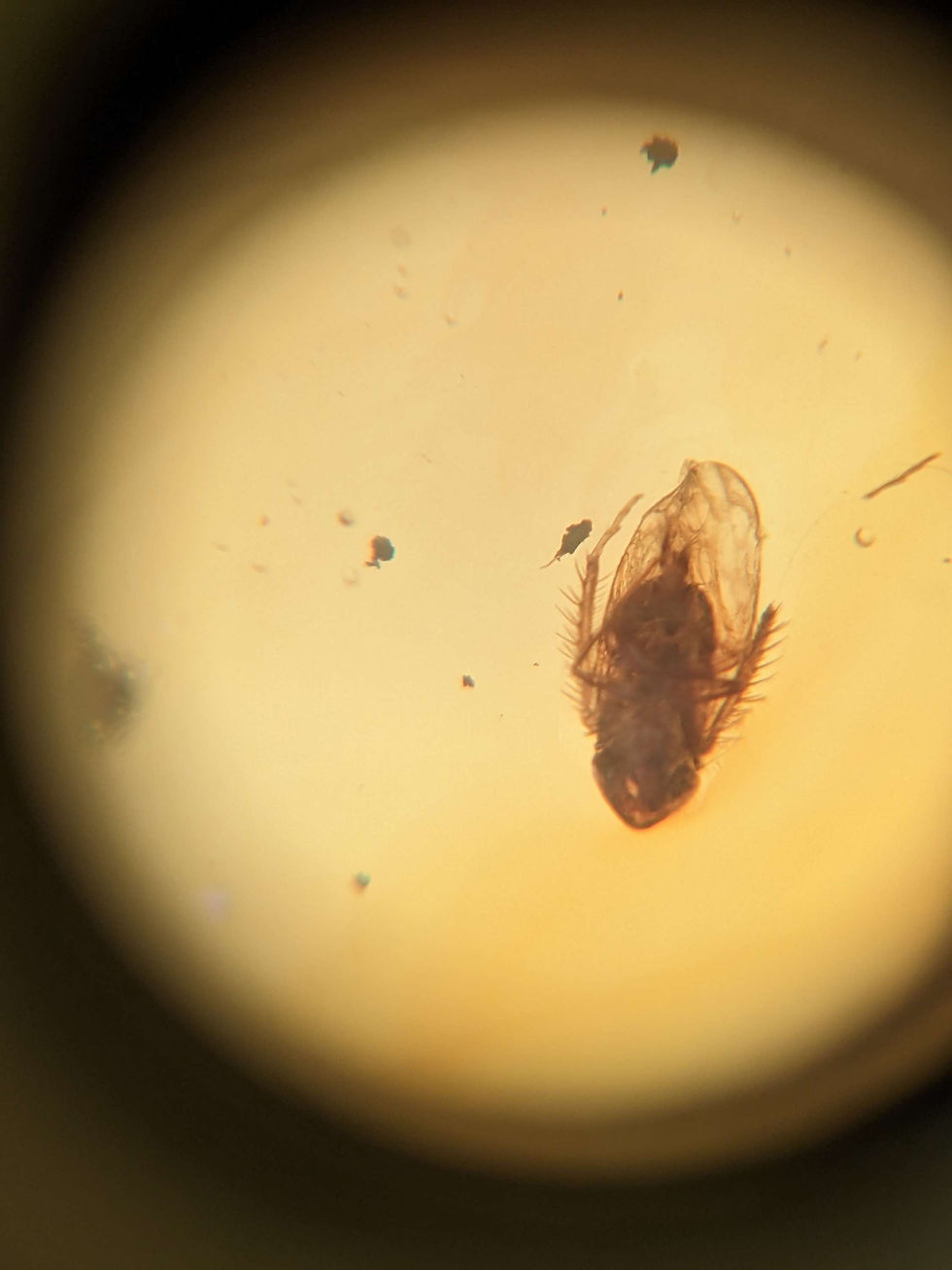 Thumbnail: Amber With Insects #373 • Museum Clarity Ant!