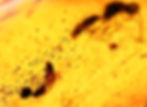 Burmese amber with wasp inclusion under a microscope