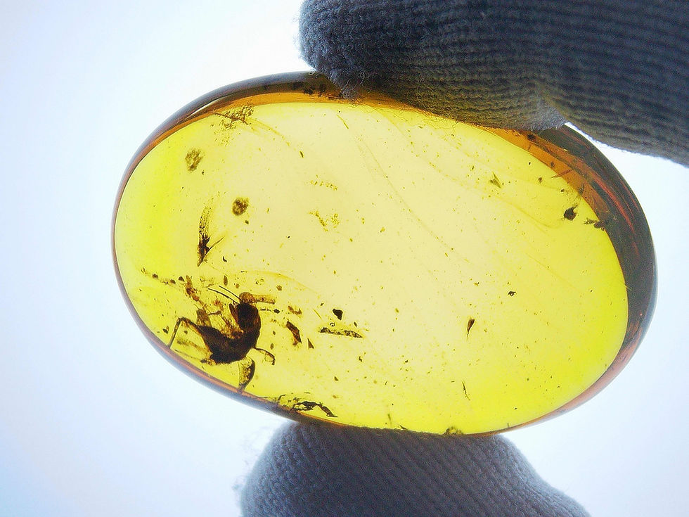 Thumbnail: Burmese amber with unidentified insect held by two fingers