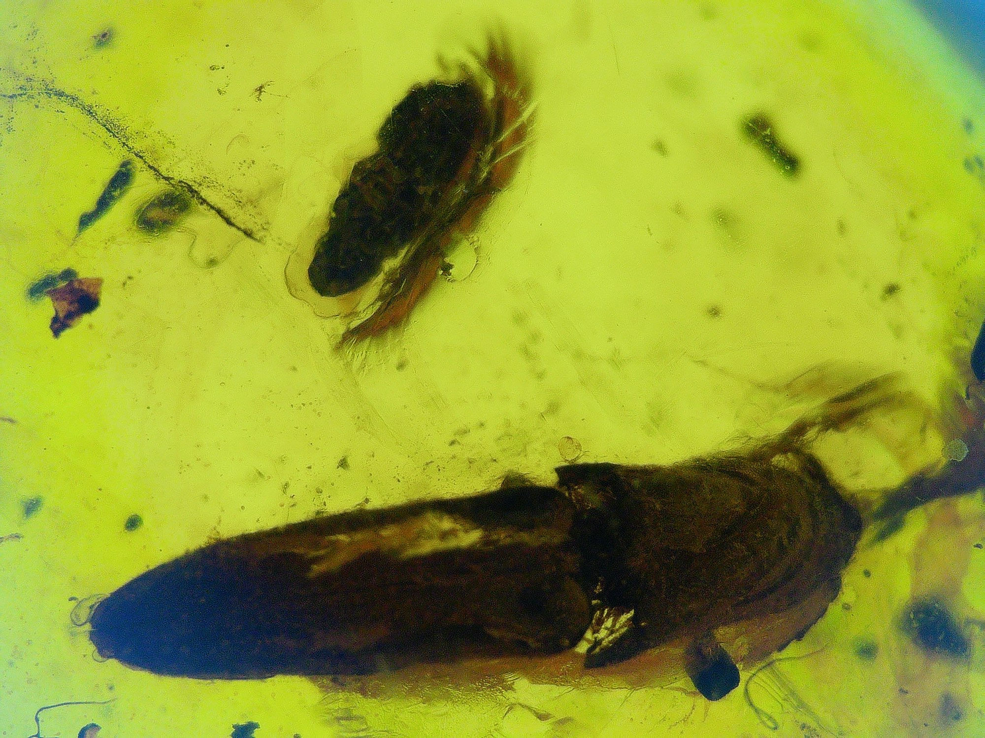 Burmese amber with beetle under microscope