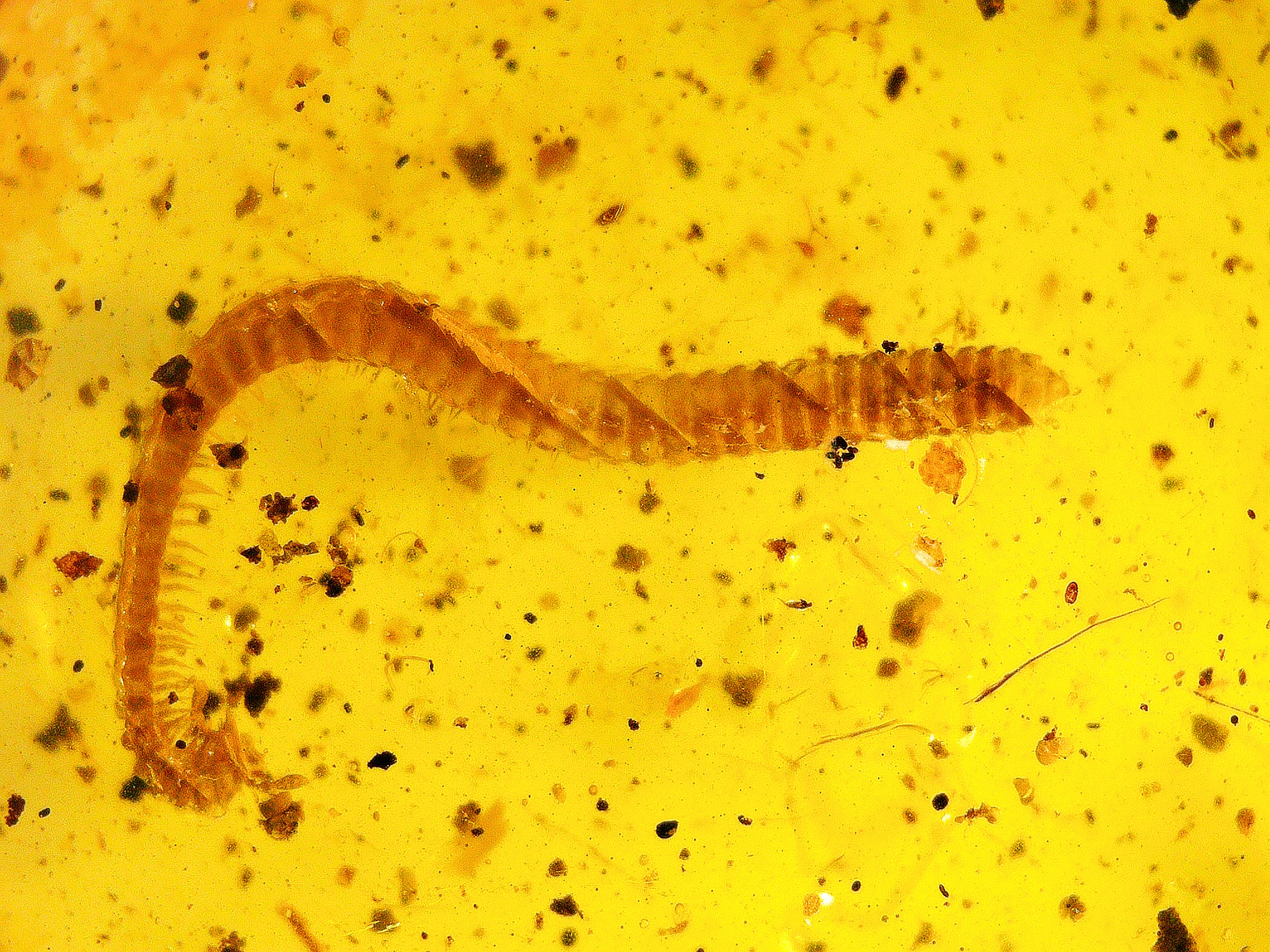 Amber with insects #2196 • Burmese amber with centipede inclusion