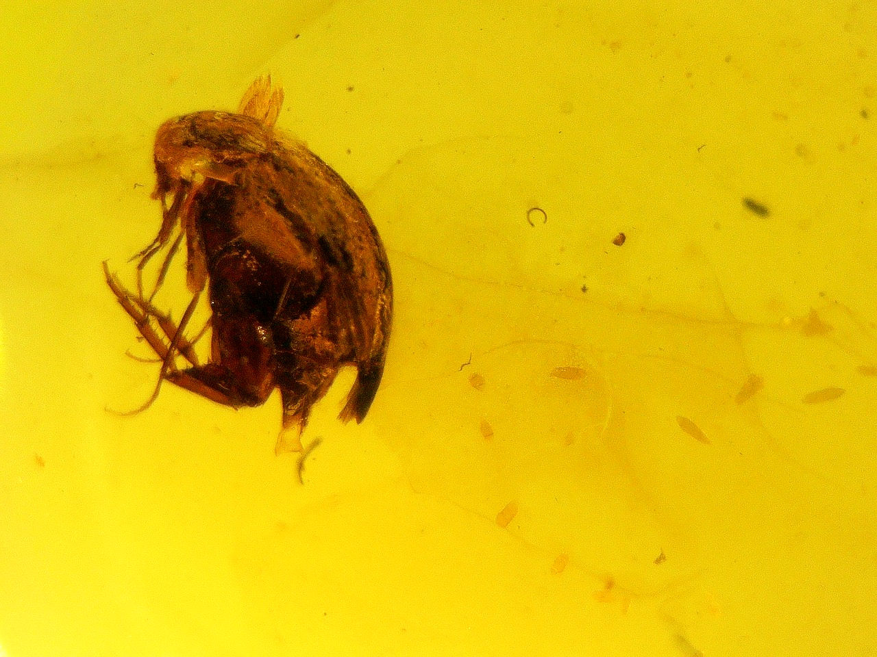  beetle laying eggs in amber