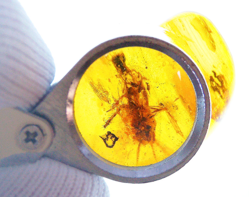 Thumbnail: Dominican Amber with cockroach inclusion under 30x loupe