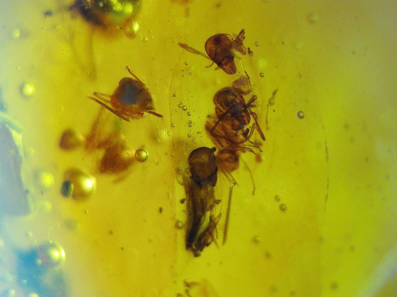 swarm of ants in amber