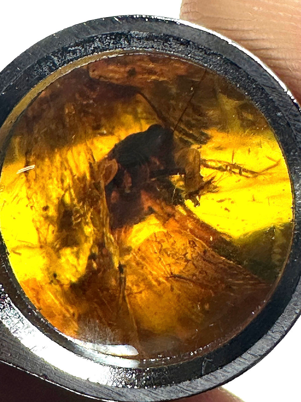 Thumbnail: Buy Amber with insects • #655 Flying Cricket trapped in Dominican amber