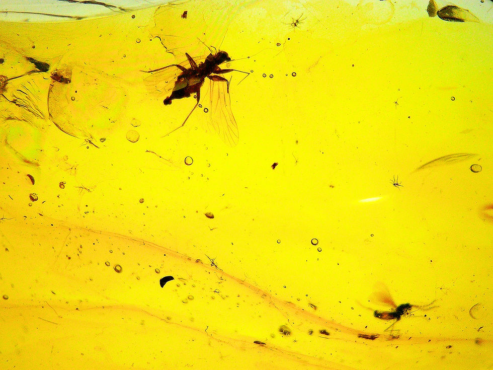 Burmese amber with fly inclusion under a microscope