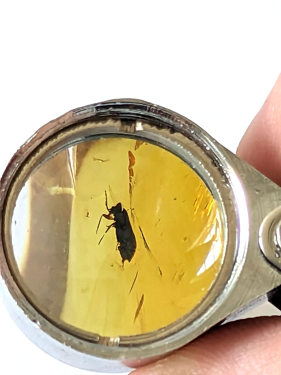 Thumbnail: Amber with Insects #576  Beetle