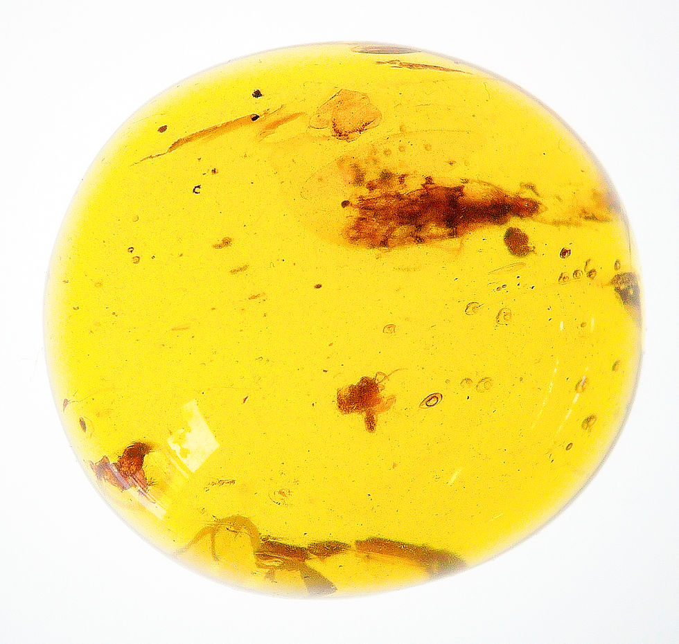 Thumbnail: Amber with insects #2083 • Burmese Amber with moth inclusion