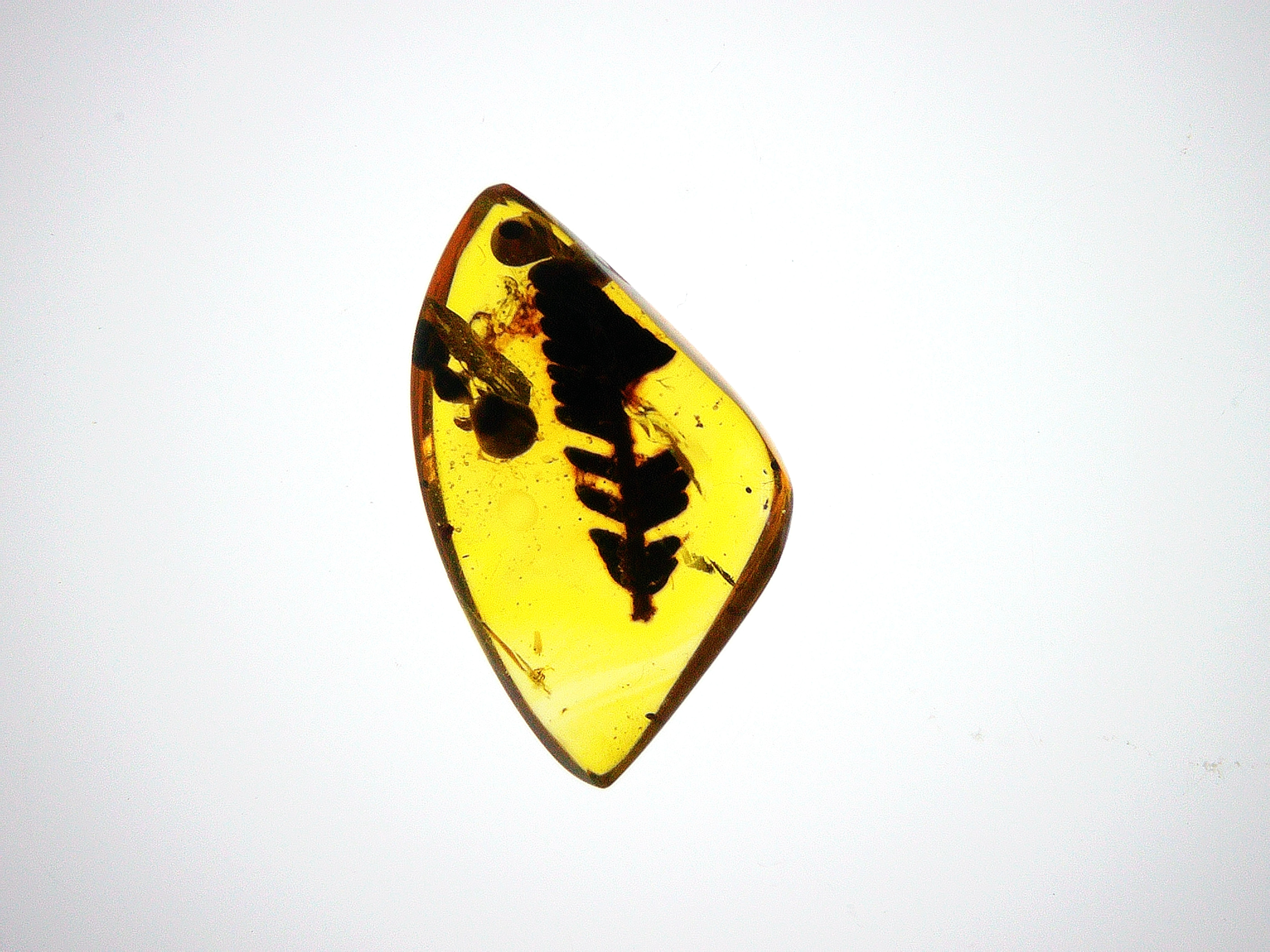 Dominican Amber with Fern over light board