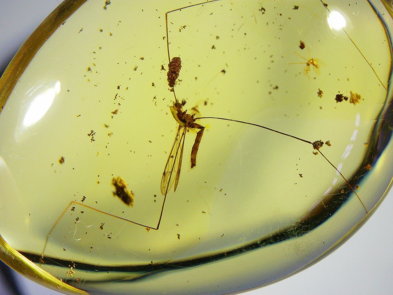 crane fly in amber