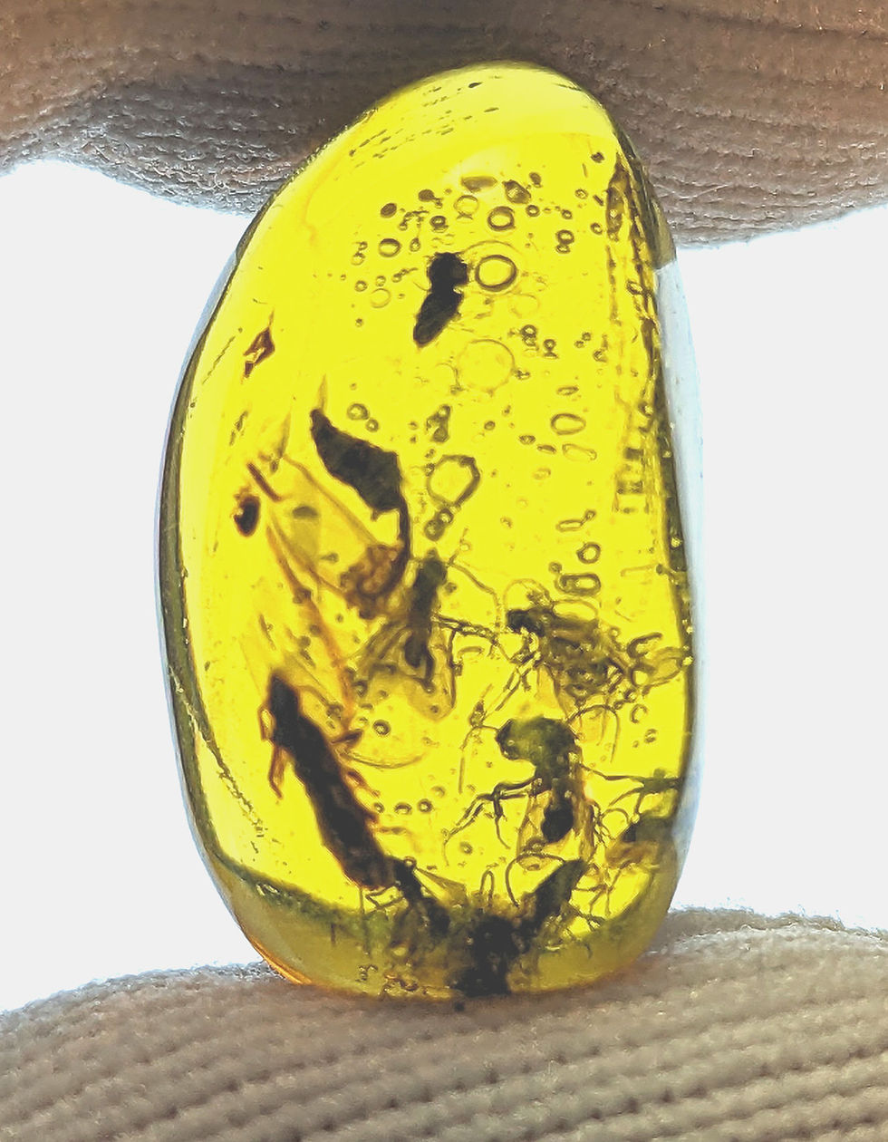 Dominican Amber with insect wasps inclusion held by two fingers