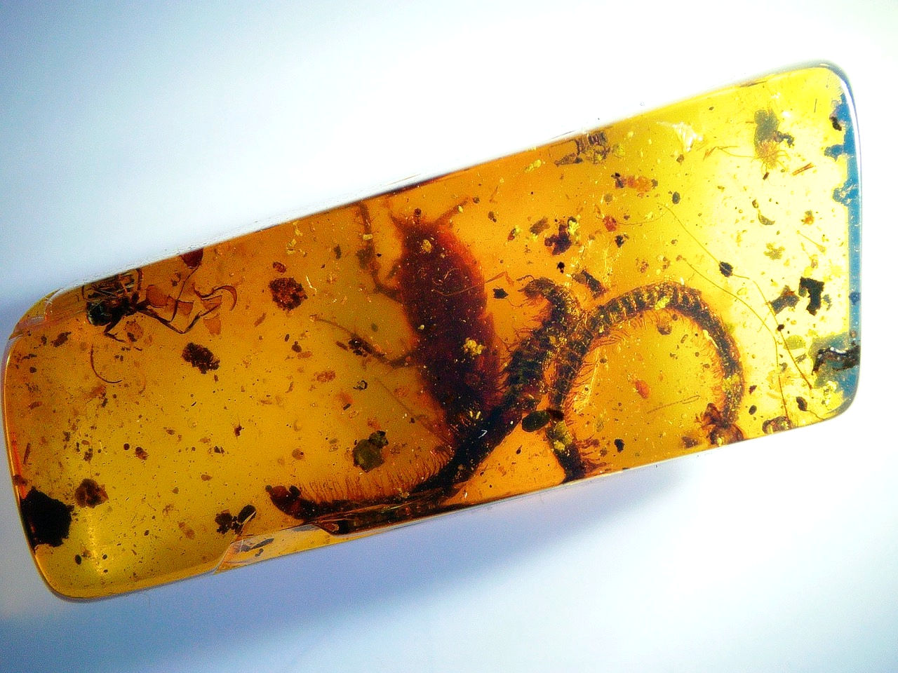  two millipedes in amber