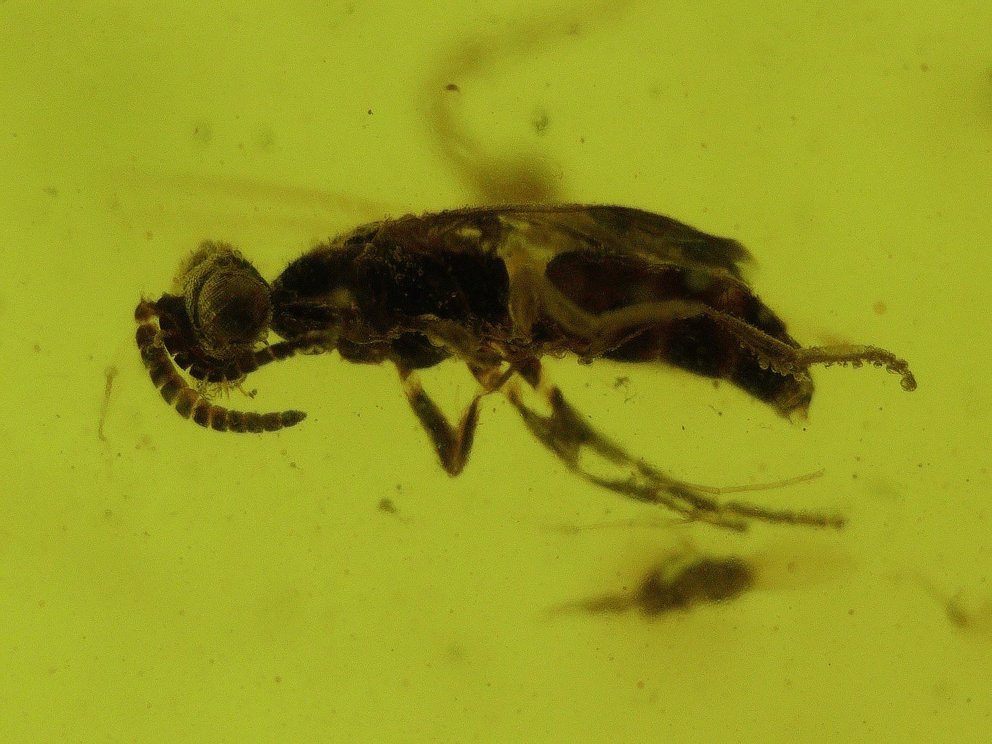 Burmese amber with flies under microscope