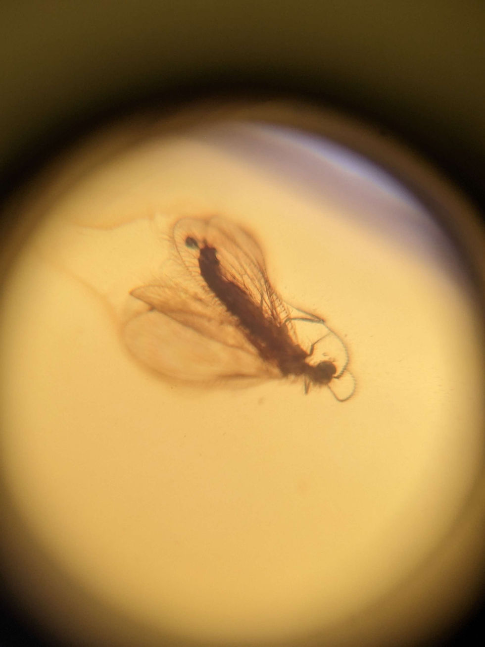 Thumbnail: Amber With Insects #323 • Baby Moth