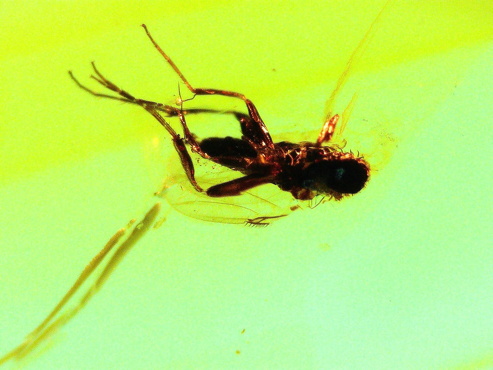 Dominican Amber with flies under microscope