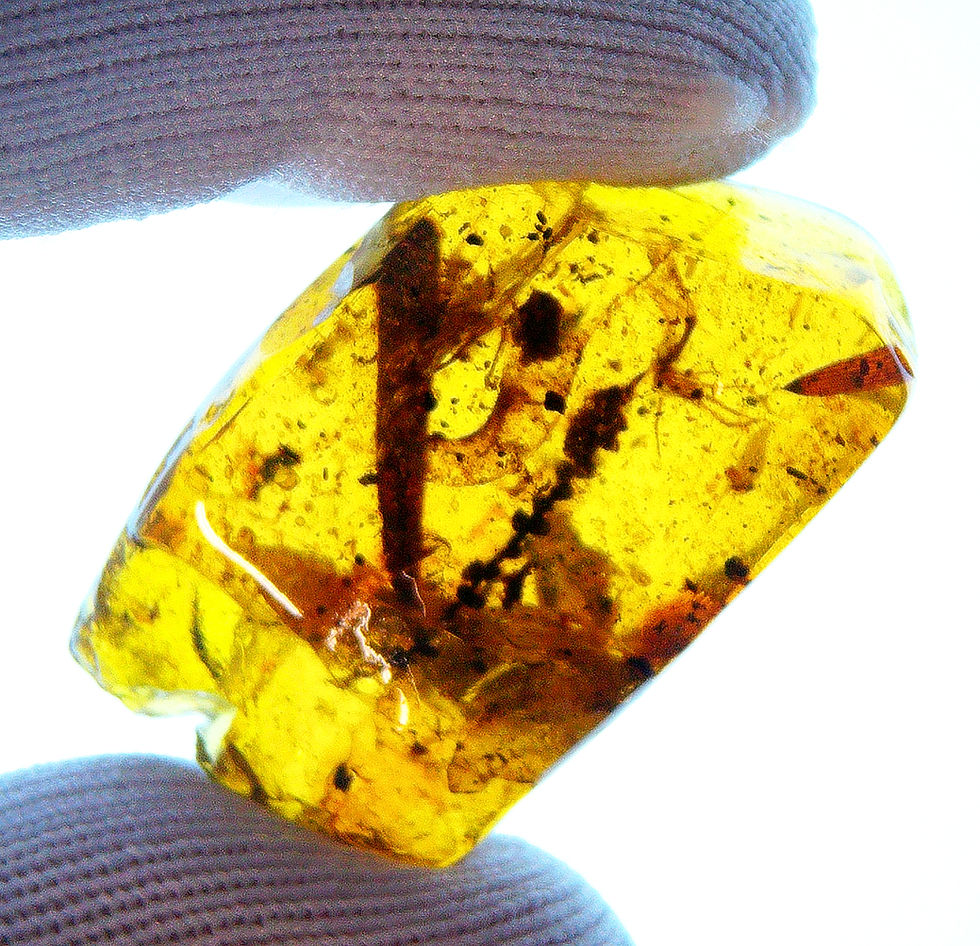 Thumbnail: Burmese Amber with lizard inclusion held between two fingers