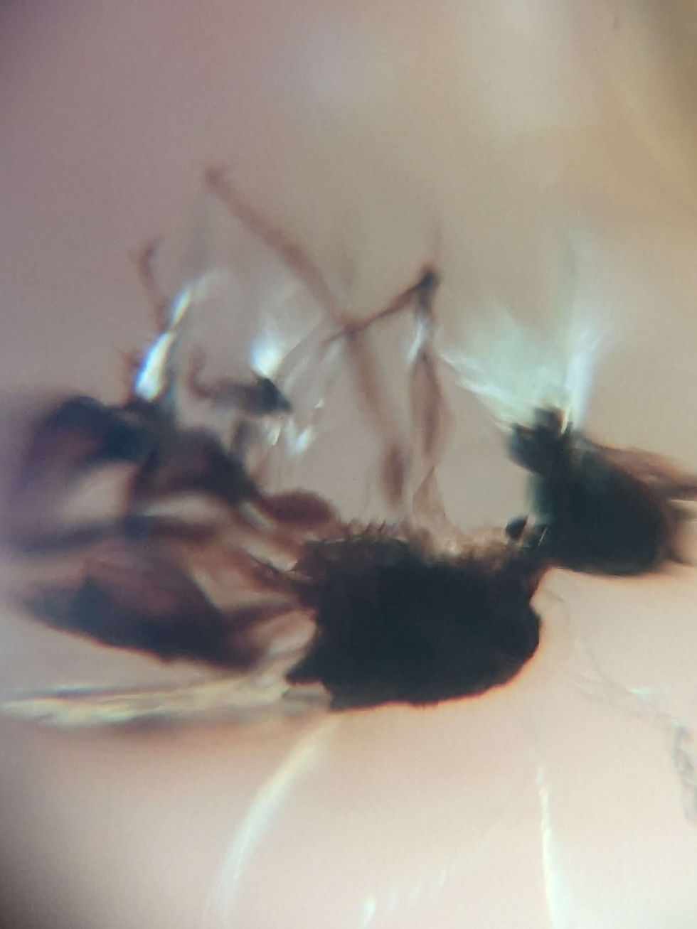 Thumbnail: Amber with Insects #448 • Bees and Wasp