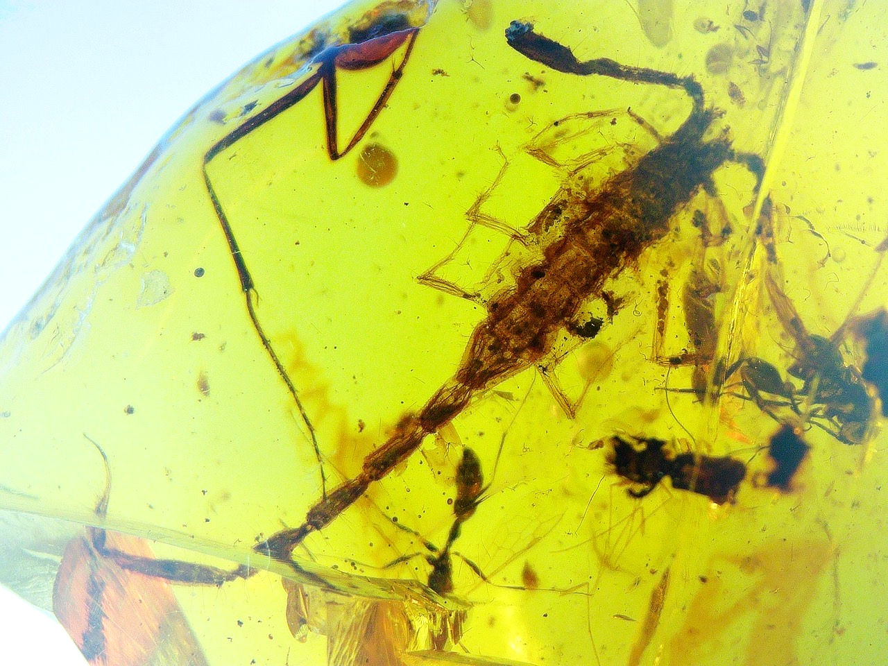 scorpion in amber