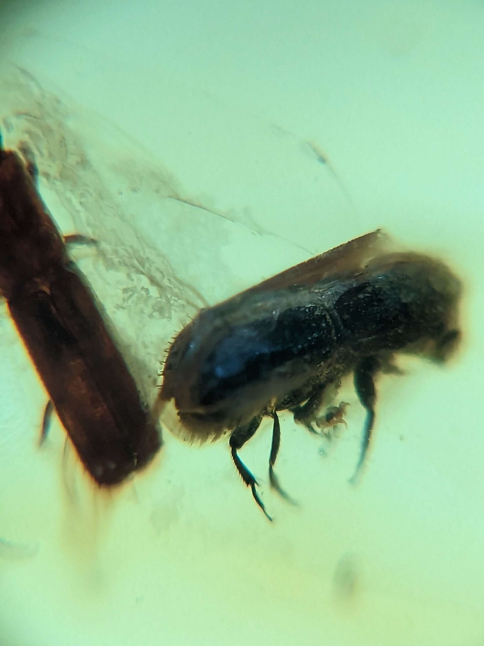 Thumbnail: Amber with Insects #419 • Beetles, A Grade Amber