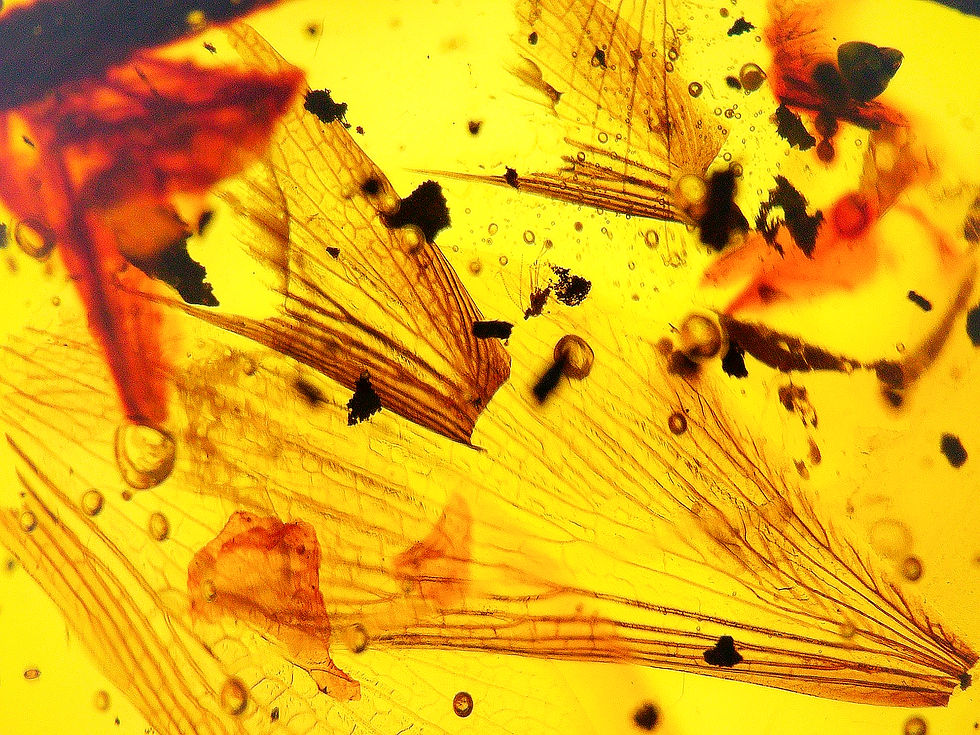 Burmese amber with termites wings inclusion under a microscope