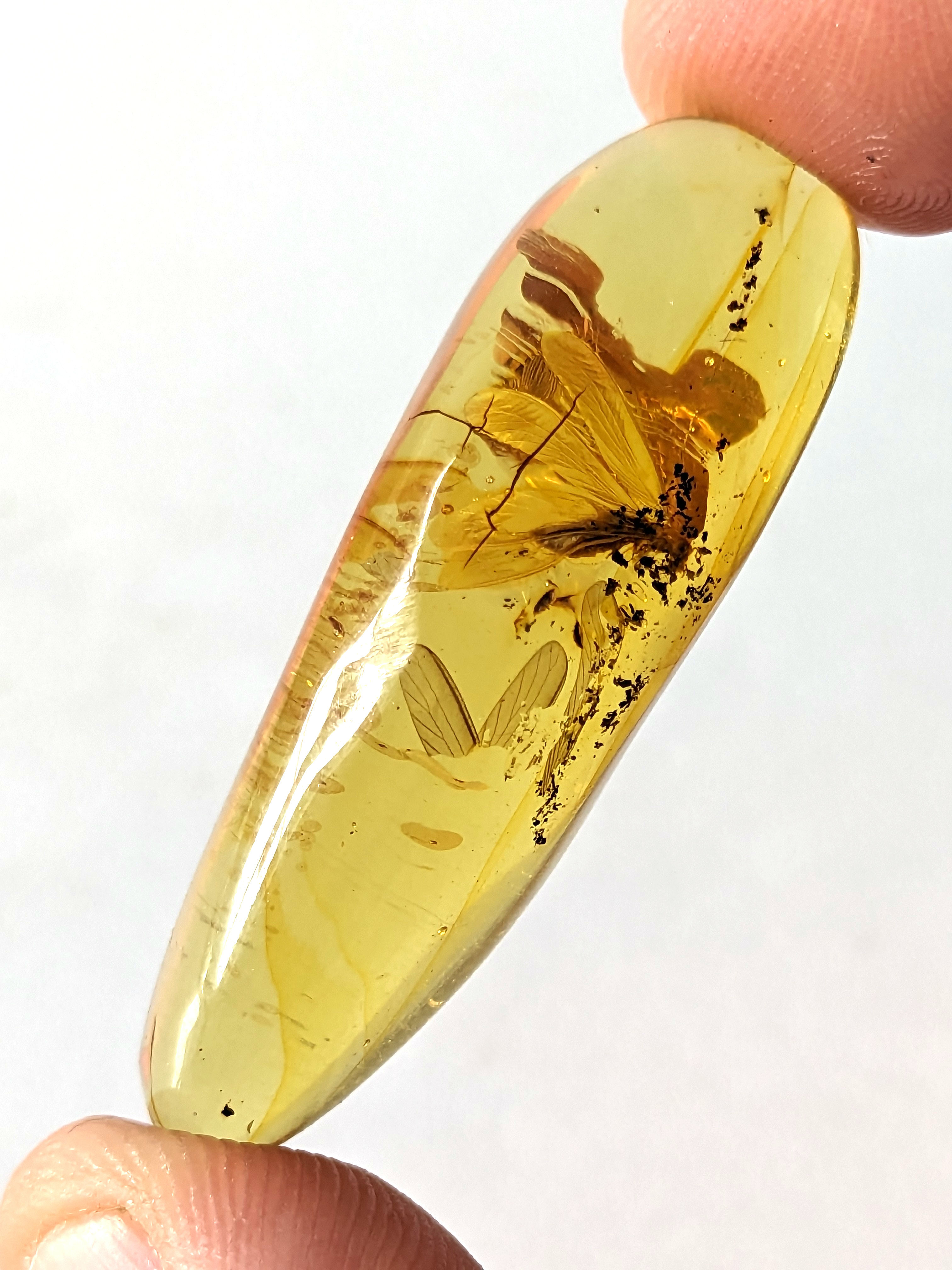 Amber with Insects #507 Winged Termite