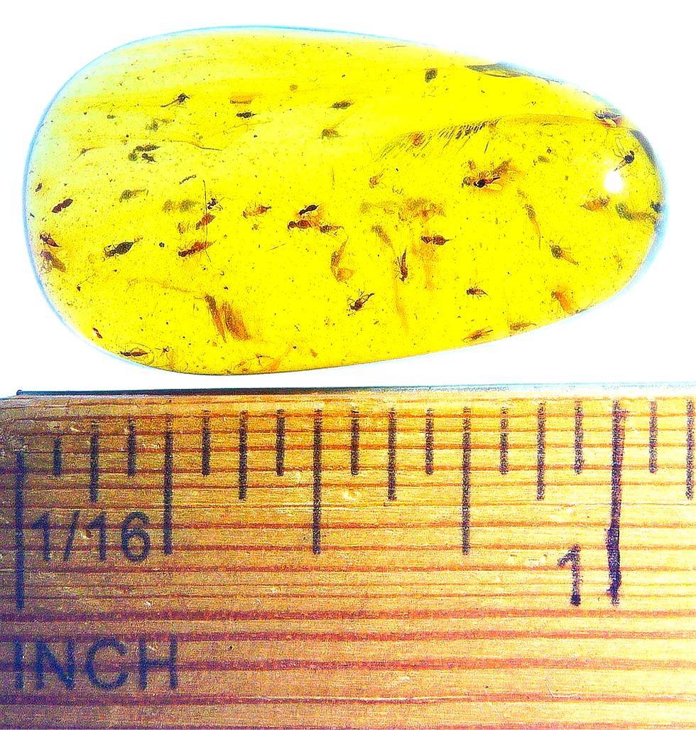 Thumbnail: Burmese Amber with mosquito swarm over ruler
