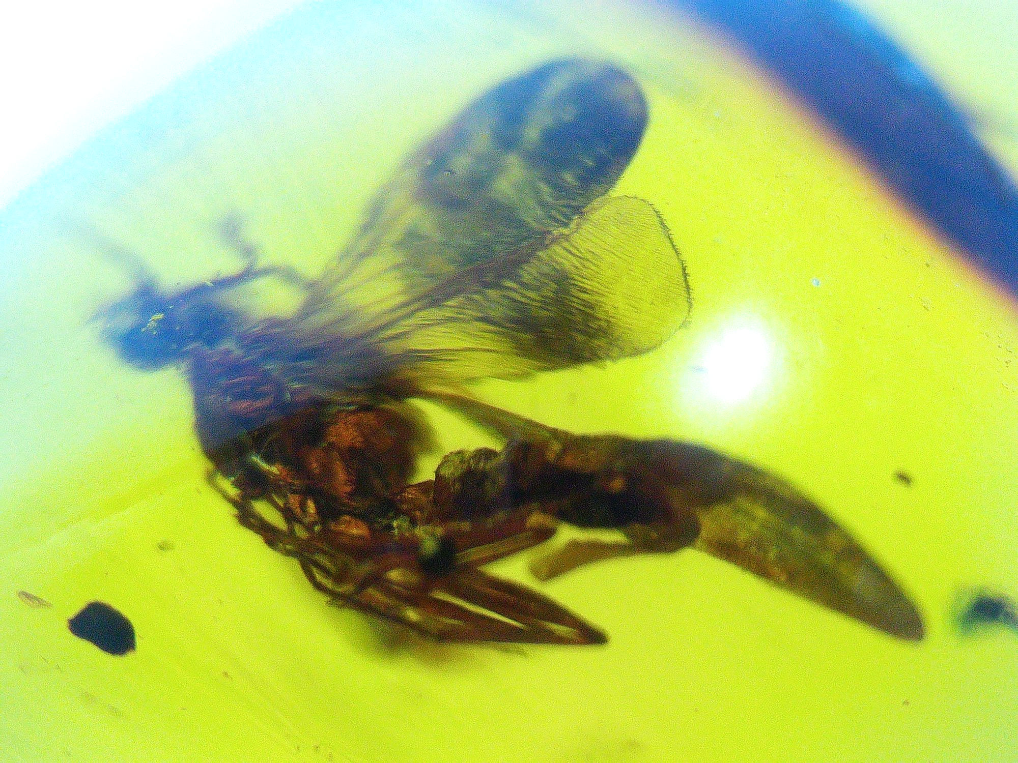Amber with insects #3002 • Dominican Amber with wasp