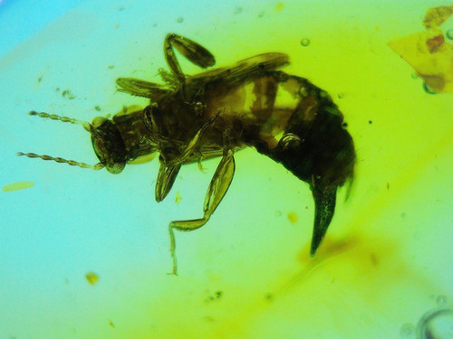 Amber with insects #978 • Dominican Amber with pincher bug