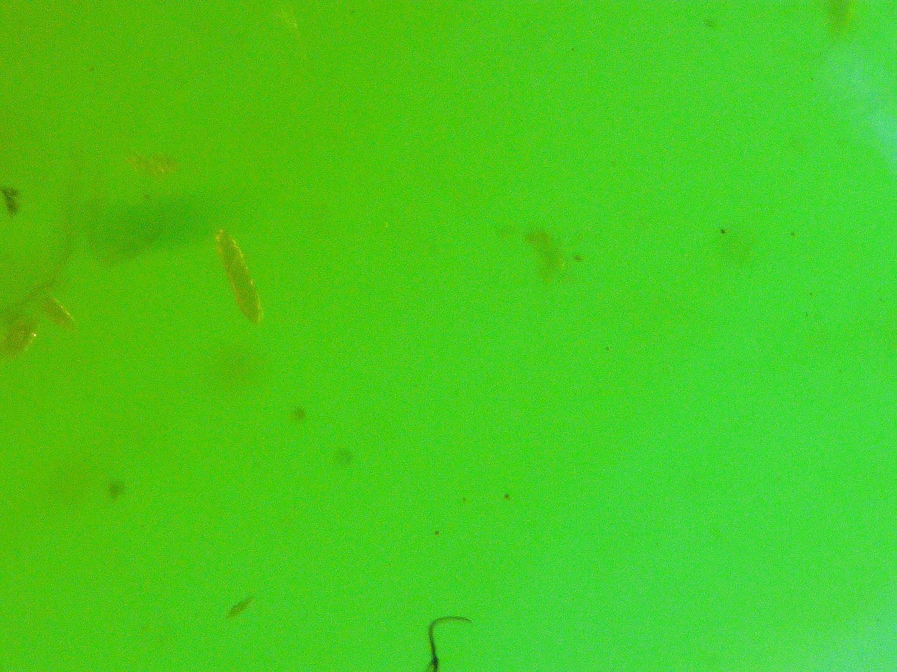  beetle laying eggs in amber