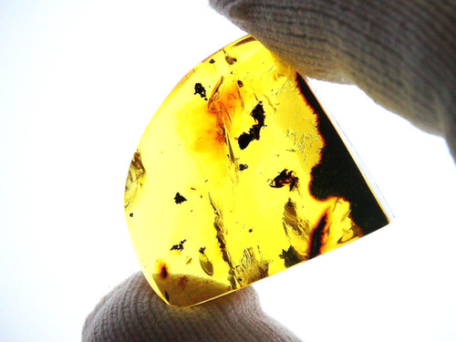 Amber with insects #841 • Dominican Amber with inclusions