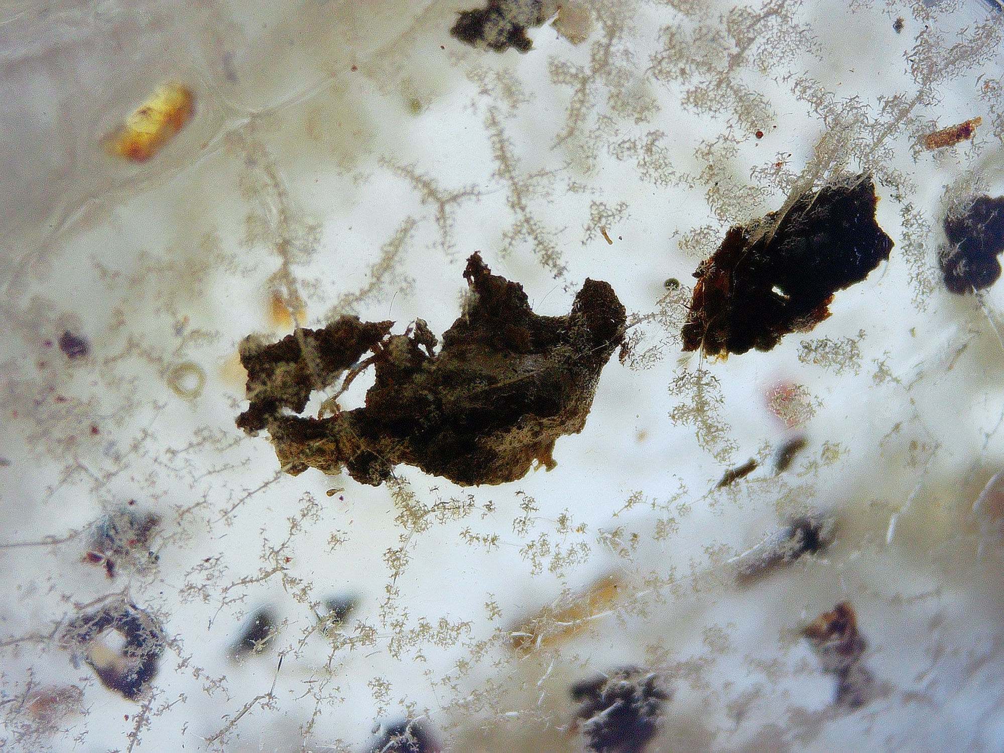 Colombian copal with detritus under microscope