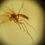 Thumbnail: Amber With Insects #326 • Jurassic Park Mosquito