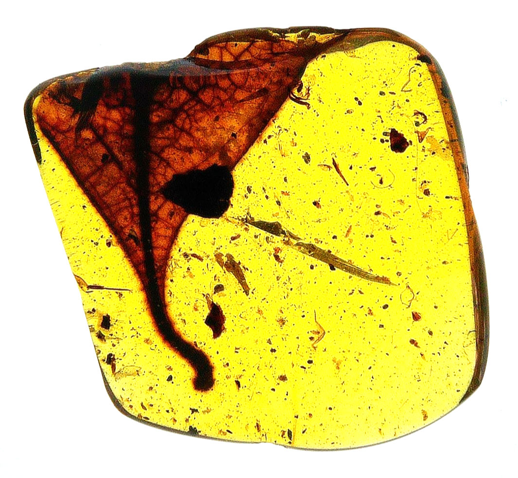 Burmese amber with leaf over light board