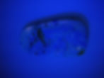 Thumbnail: Dominican Amber with fern leaf under uv light