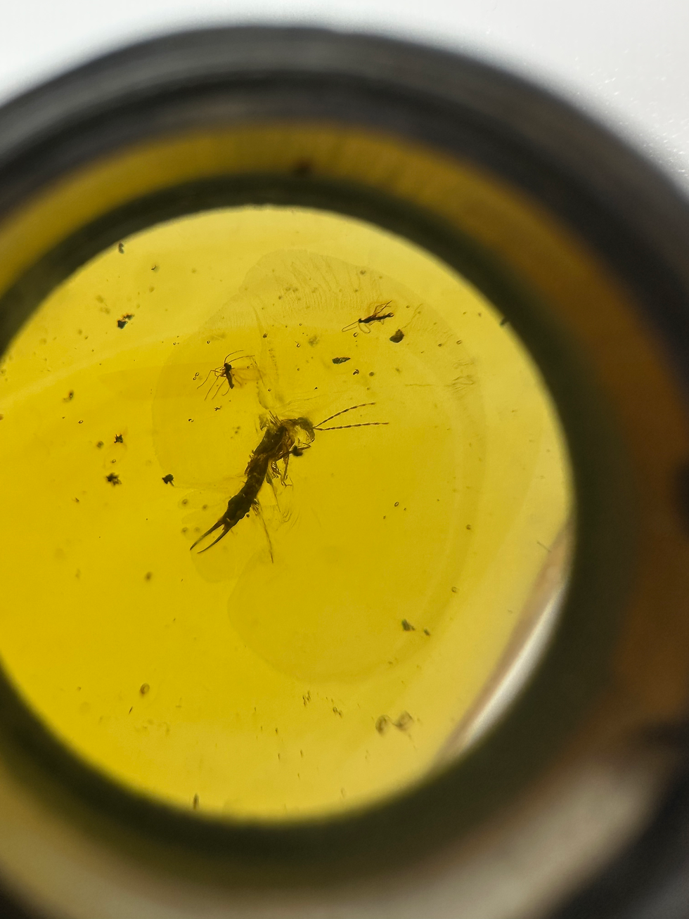 Thumbnail: Dominican amber with pincher bug inclusion under 30x loupe