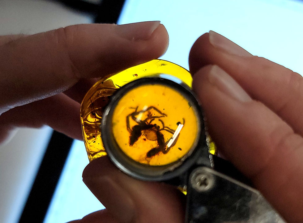 The Best Amber Pieces of the Week, Dec. 6-9