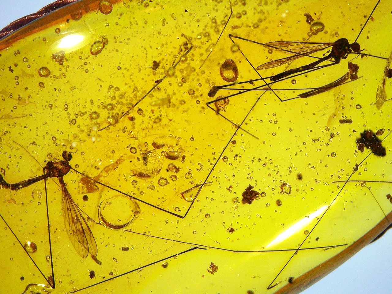 crane fly in amber