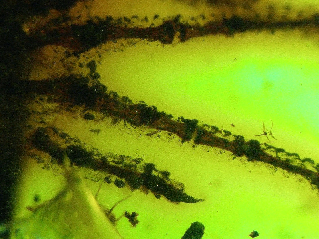 vertebrate claws bones and skin in amber