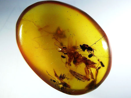Mantises in amber
