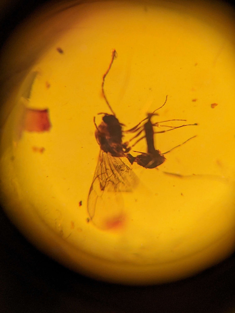 Thumbnail: Amber With Insects #248 • Swarm Of Wasps And More