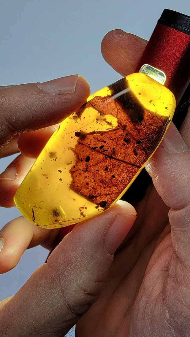 Ant and leaf in amber