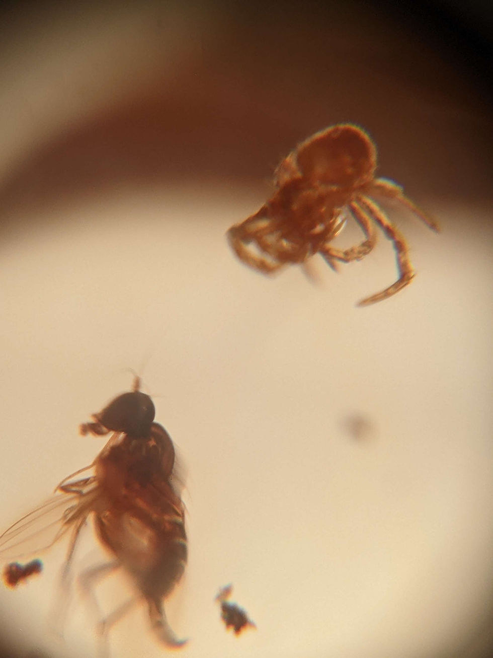 Thumbnail: Amber Spider And Fly!