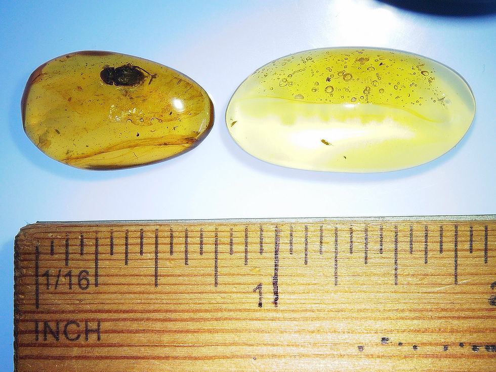 Thumbnail: Burmese amber bundle with bubbles and beetle over ruler