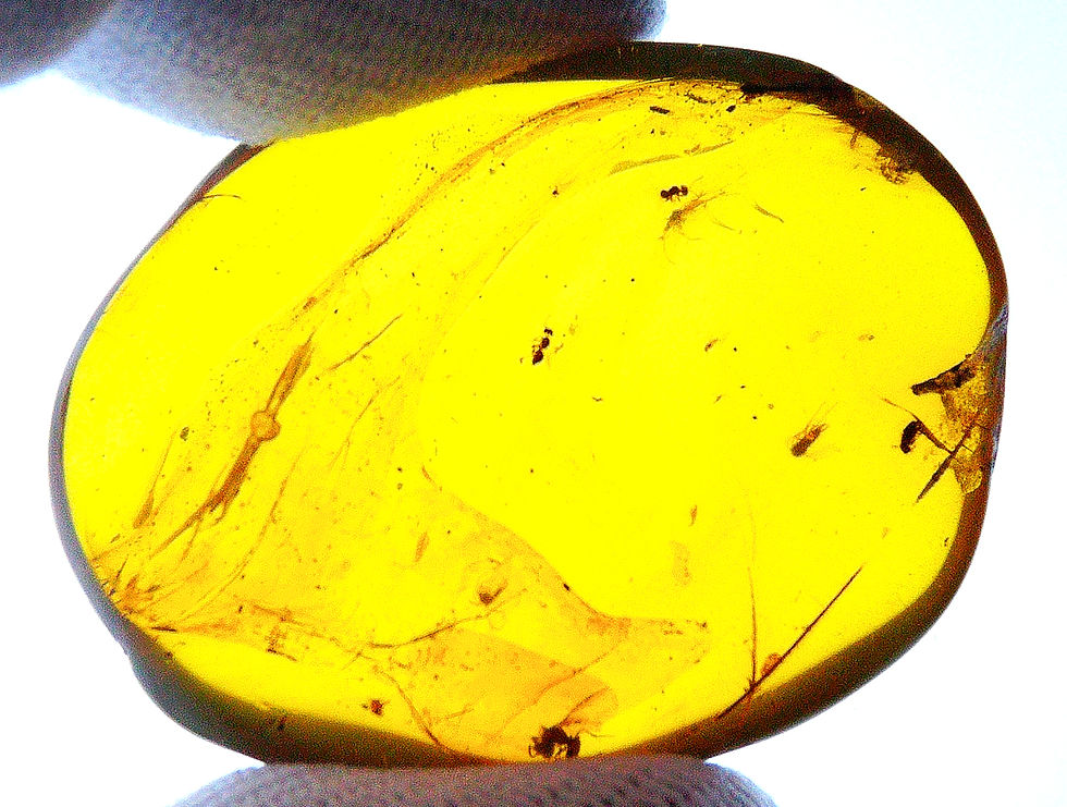 Thumbnail: Burmese amber with wasp inclusion held between two fingers