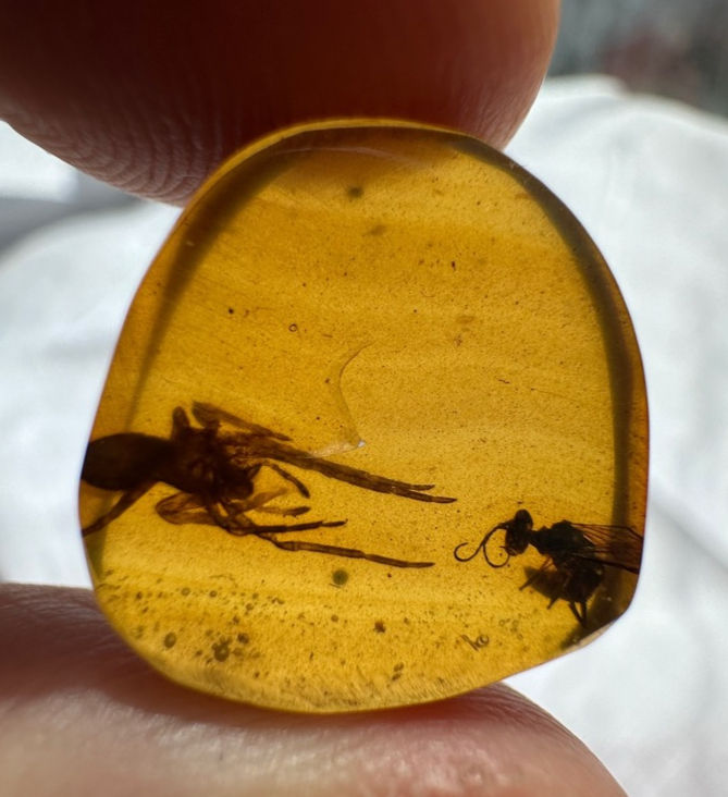 A Spider and A Wasp in Burmese Amber