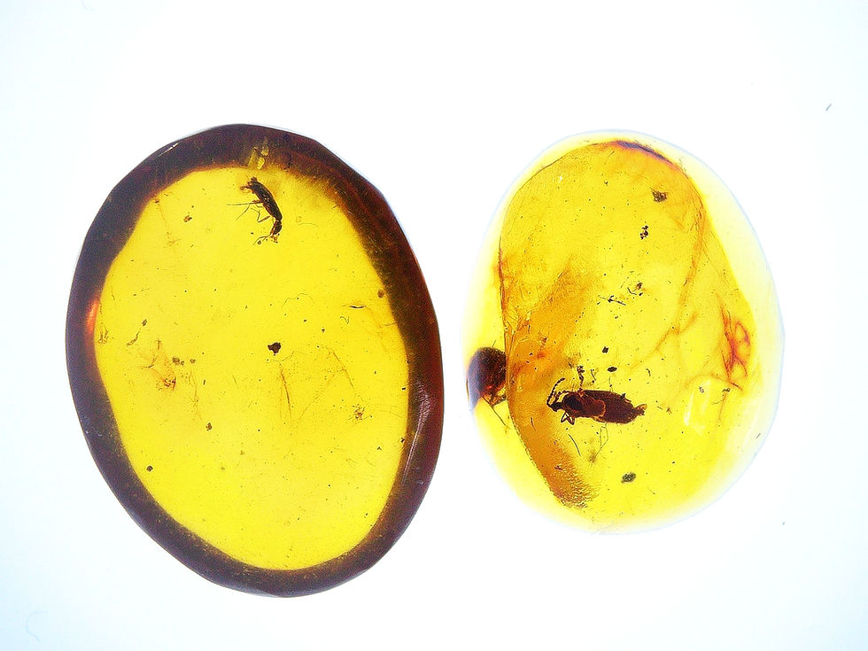 Thumbnail: Burmese amber with beetles over light board