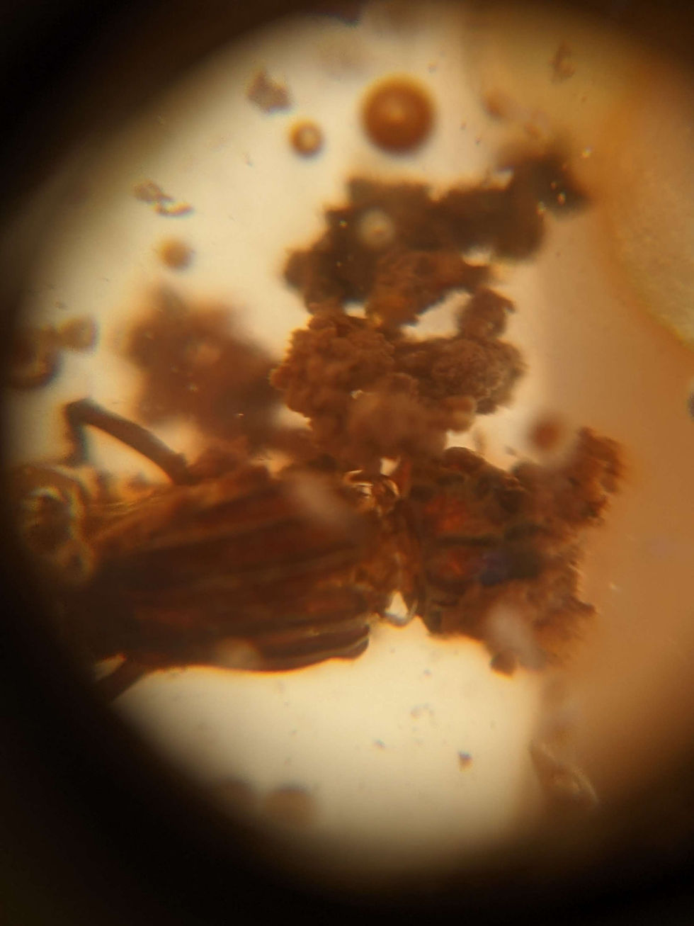 Thumbnail: Amber With Insects #128 • Large Amber With 3+ Termites And Eggs