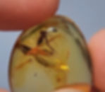 Burmese Amber mosquito cap